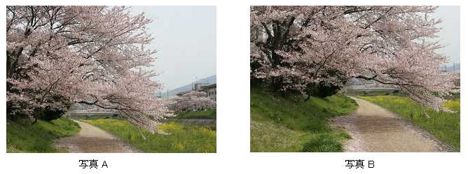 桜写真２タイプ